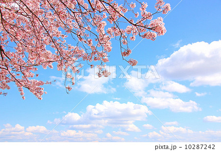 桜 ソメイヨシノ 青空 自然 空 満開 花 桃色 青空 春 晴れ 植物 花びら 花見 風景 屋 の写真素材
