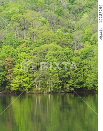 新緑の湖 新緑の湖 10287294