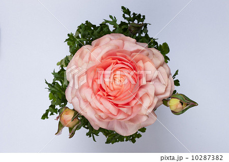 ラナンキュラス ラナンキュラス 10287382