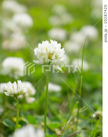 シロツメクサ シロツメクサ 10287420