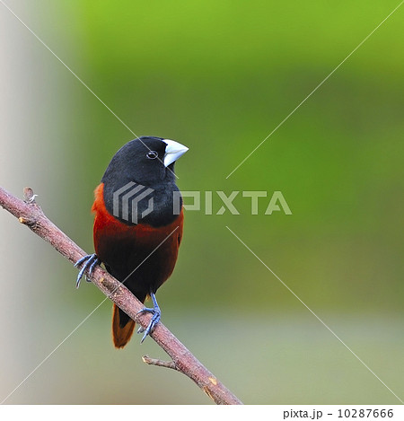 Chestnut Munia 10287666