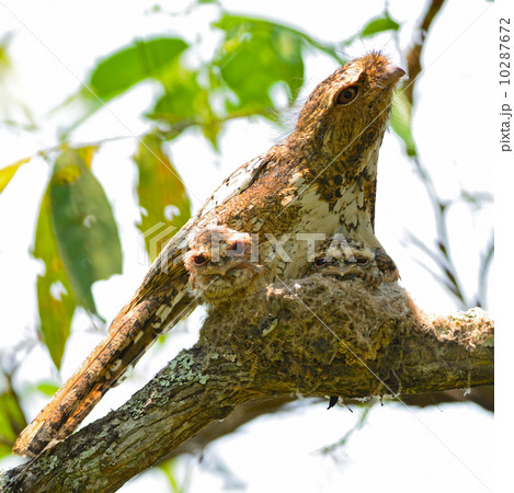 Hodgson Frogmouth 10287672