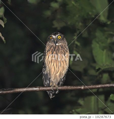 Buffy fish owl 10287673