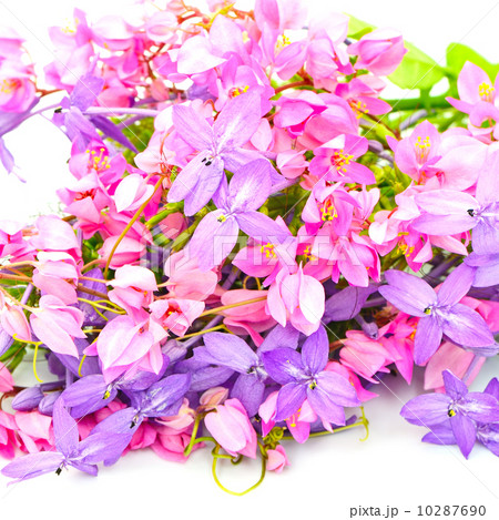 flower background 10287690