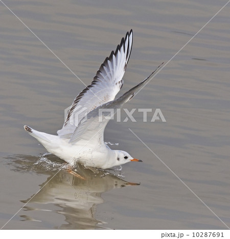 Brown-headed Gull 10287691