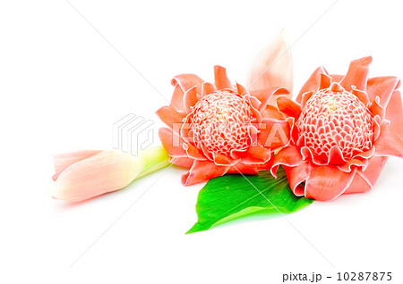 Torch Ginger 10287875