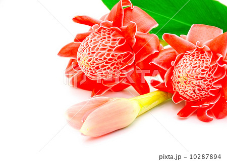 Torch Ginger 10287894