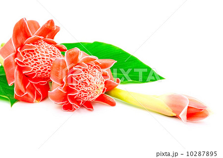 Torch Ginger 10287895