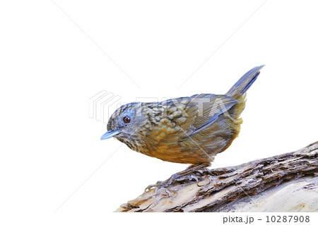 Streaked Wren Babbler 10287908