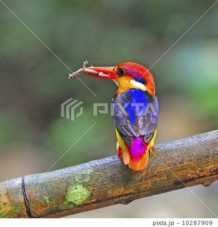 male Black-backed Kingfisher male Black-backed Kingfisher 10287909