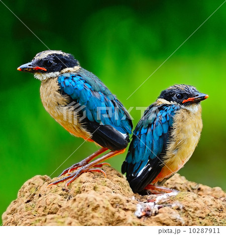 juvenile Blue-winged Pitta 10287911