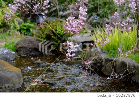 須磨寺の桜 10287976