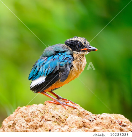 juvenile Blue-winged Pitta juvenile Blue-winged Pitta 10288083