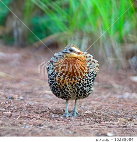 male Mountain Bamboo Partridge male Mountain Bamboo Partridge 10288084