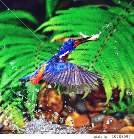 Blue-eared Kingfisher Blue-eared Kingfisher 10288093