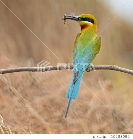 Blue-tailed Bee-eater Blue-tailed Bee-eater 10288096