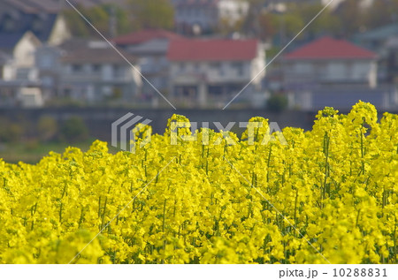住宅地と菜の花畑 10288831