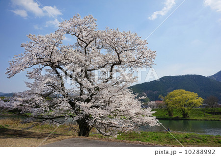 般若寺一本桜と篠山川 10288992