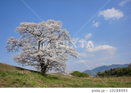 般若寺の一本桜 10288993