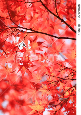 紅葉 10289086