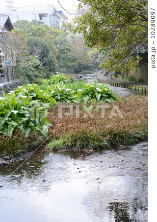 オランダカイウ 10289097