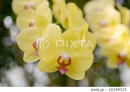 黄色い胡蝶蘭 10289325