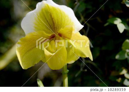 パフィオペディラム 10289359