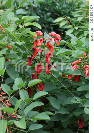 アメリカデイゴ 和名は海紅豆(かいこうず) アメリカデイゴ 和名は海紅豆(かいこうず) 10289537