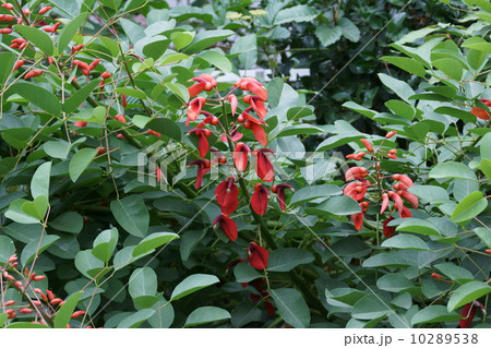 アメリカデイゴ 和名は海紅豆(かいこうず) アメリカデイゴ 和名は海紅豆(かいこうず) 10289538