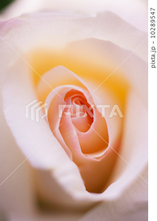 バラの花 10289547