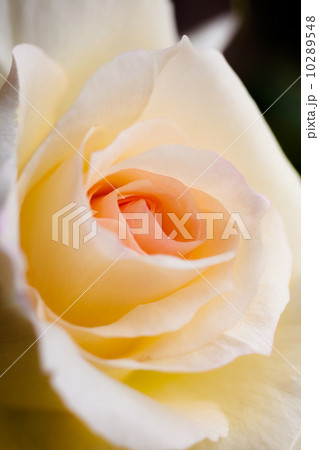 バラの花 10289548