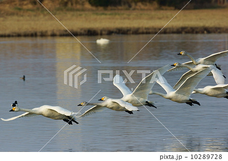 白鳥の連隊飛行(米子水鳥公園) 白鳥の連隊飛行(米子水鳥公園) 10289728
