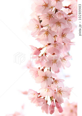 枝垂れ桜 枝垂れ桜 10289983