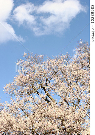 安富桜 10289988