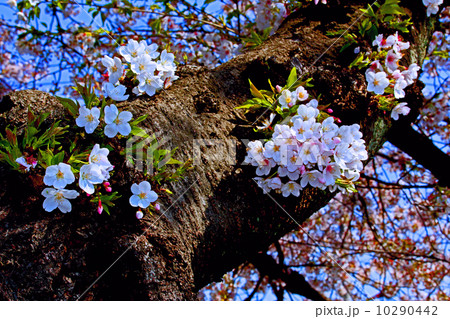 桜の花 10290442