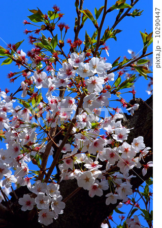 桜の花 10290447