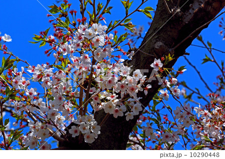 桜の花 10290448
