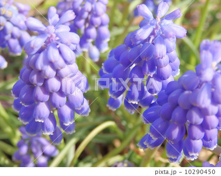 ムスカリ 10290450