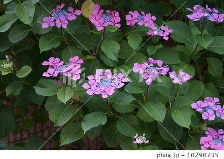 黒軸の萼紫陽花 黒軸の萼紫陽花 10290735