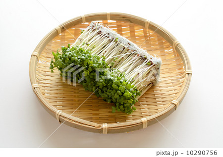 ブロッコリースプラウト ブロッコリースプラウト 10290756