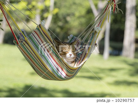ゴン太とハンモック ゴン太とハンモック 10290757