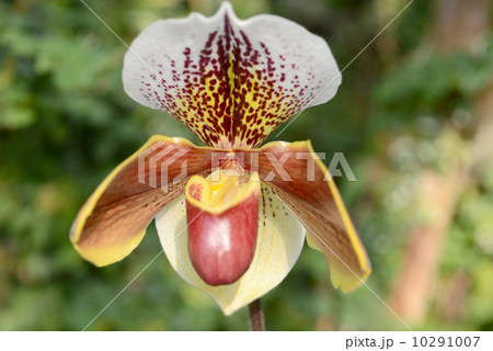 パフィオペディラム パフィオペディラム 10291007