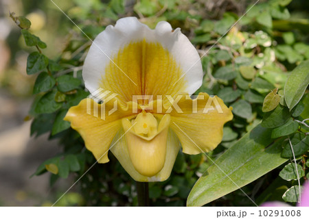 パフィオペディラム パフィオペディラム 10291008