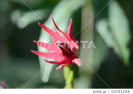 パボニア・インテルメディア 10291208