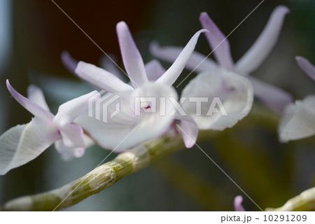 デンドロビューム・プリムリナム　 10291209