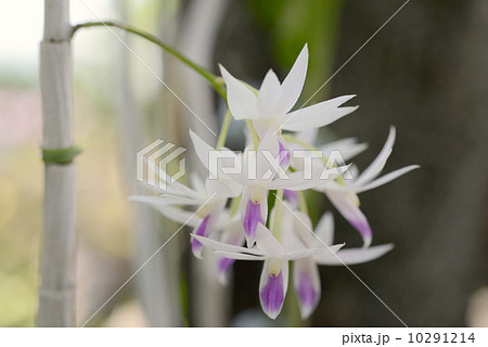 デンドロビューム・アメジストグロッサム 10291214