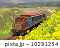 菜の花とトロッコ列車 10291254