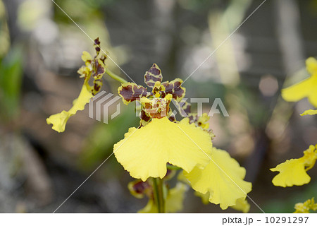 オンシジューム 10291297