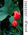 Two Flowers 10293992