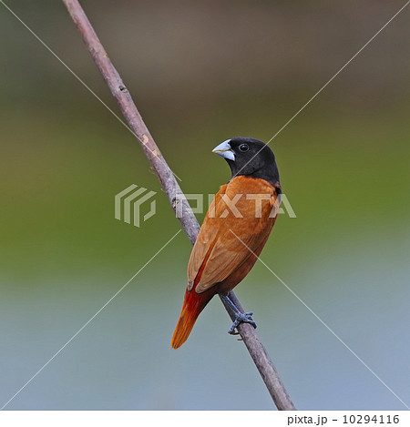Chestnut Munia 10294116